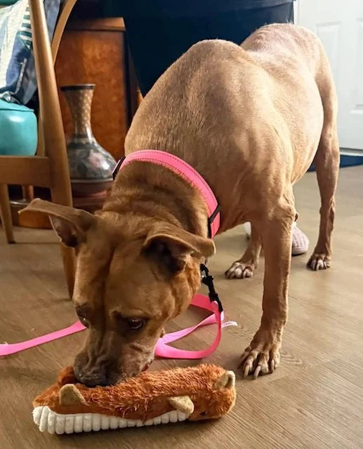 Nyla gioca con il suo giocattolo nella sua nuova casa
