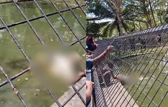 Un addestratore attaccato da un coccodrillo