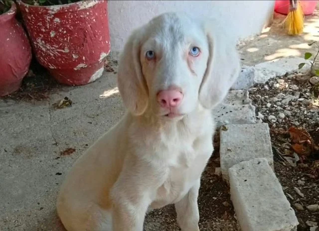 Casper, il cane albino che fatica a trovare una famiglia a causa del suo aspetto peculiare