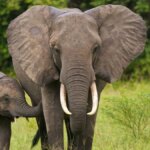 Elefante orfano quasi muore durante una terribile siccità, 4 anni dopo adotta un bambino 


