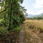 Una fabbrica di succhi scarica 12.000 tonnellate di bucce d'arancia in un parco nazionale: 16 anni dopo, i ricercatori trovano lì una foresta


