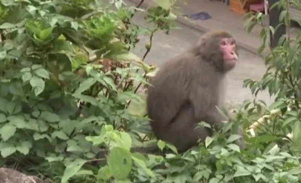Un macaco giapponese