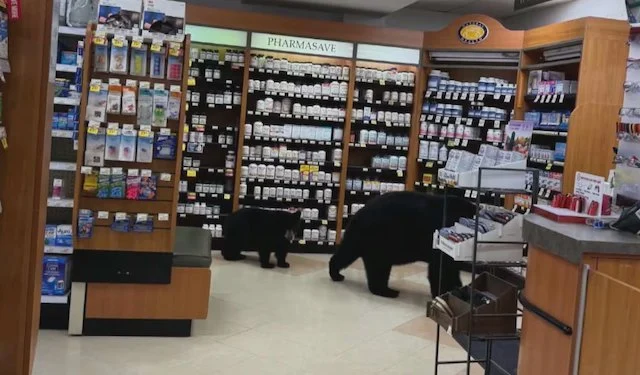 L'orso nero e il suo cucciolo in farmacia