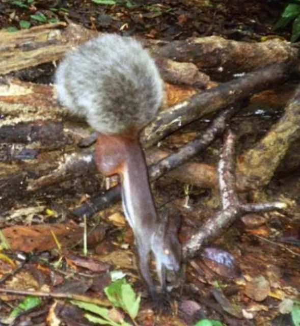 Lo scoiattolo tussock del Borneo