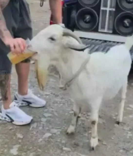 La capra che beve birra