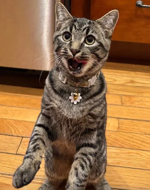 Il gatto soriano Finn