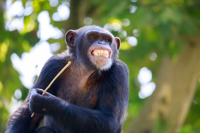 Uno scimpanzé che mostra i denti
