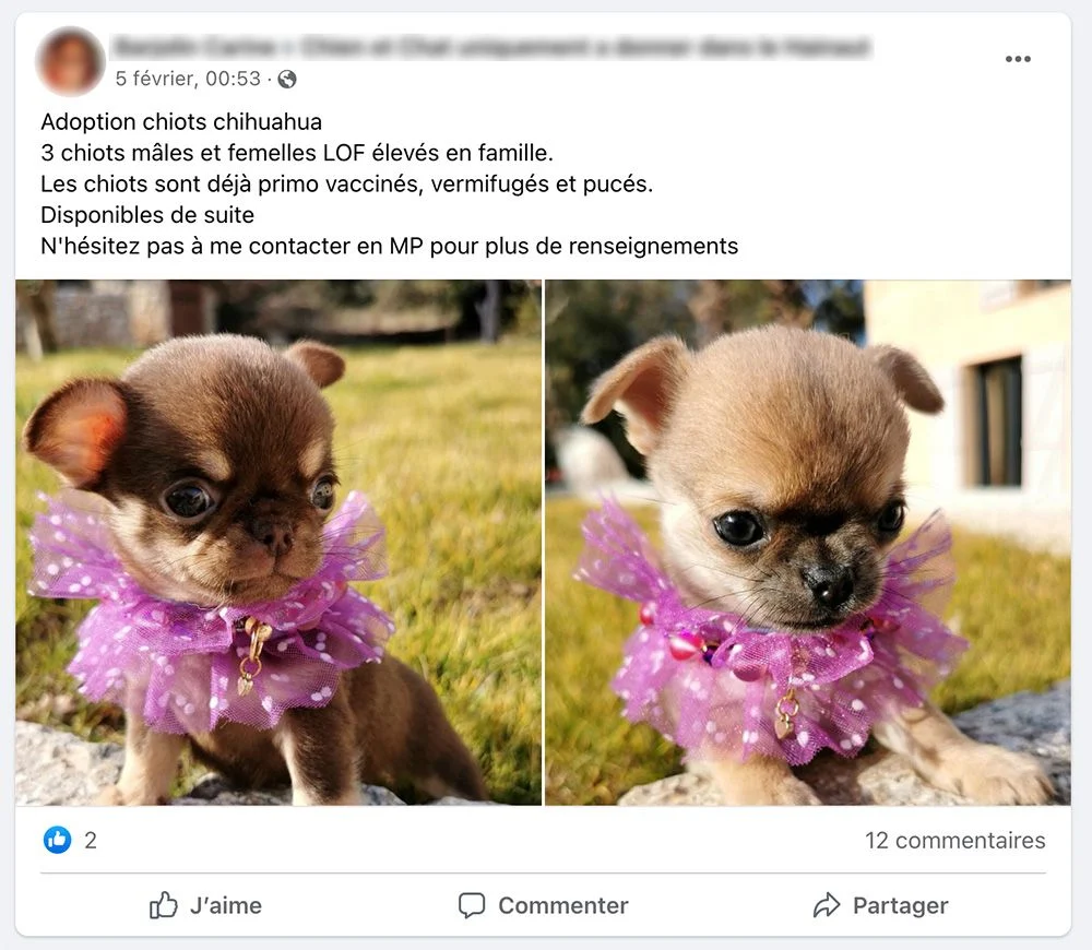 Un falso annuncio di adozione