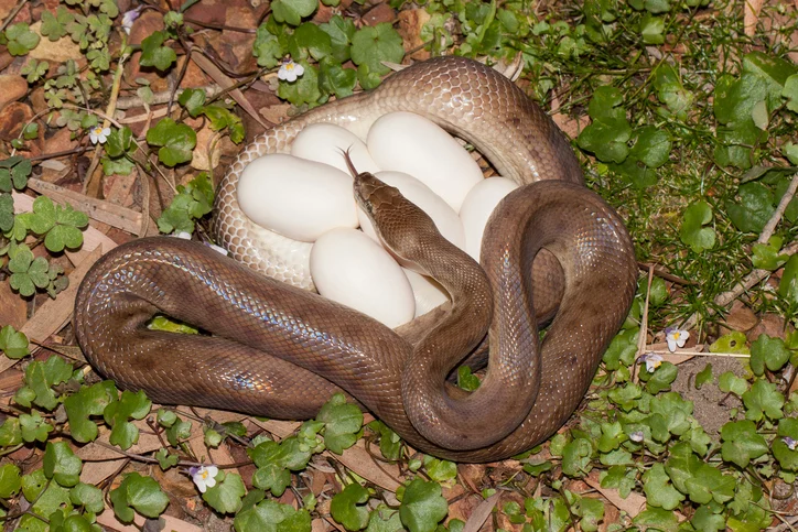 Un serpente protegge le sue uova