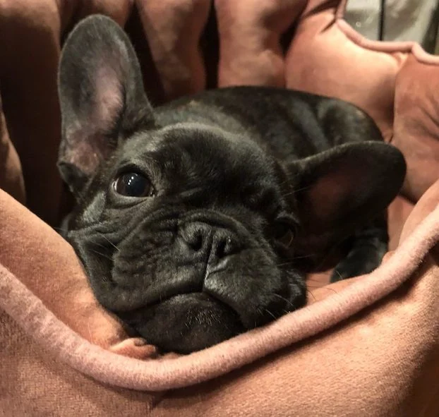 Il cane Cassie