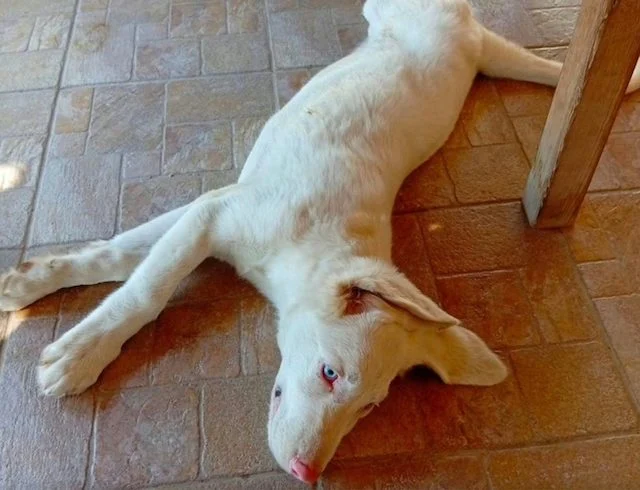 Casper, il cane albino che fatica a trovare una famiglia a causa del suo aspetto peculiare