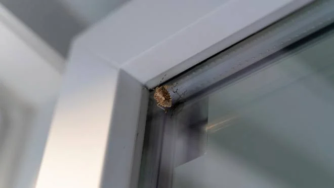 Bug malvagio su una finestra