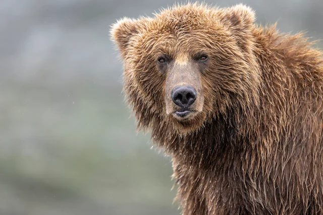 Primo piano di un orso bruno