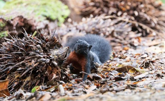 Lo scoiattolo tussock del Borneo