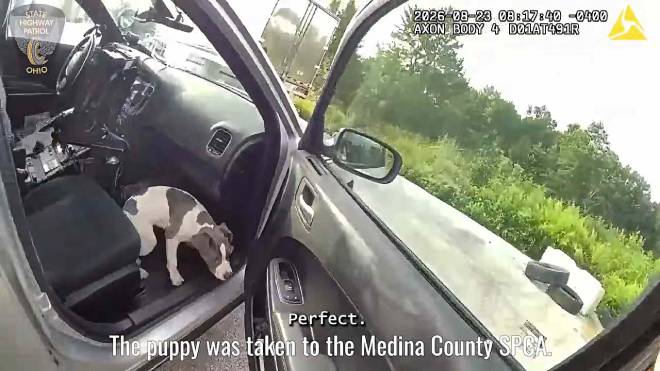 Cane abbandonato salvato da un agente di polizia nella sua auto