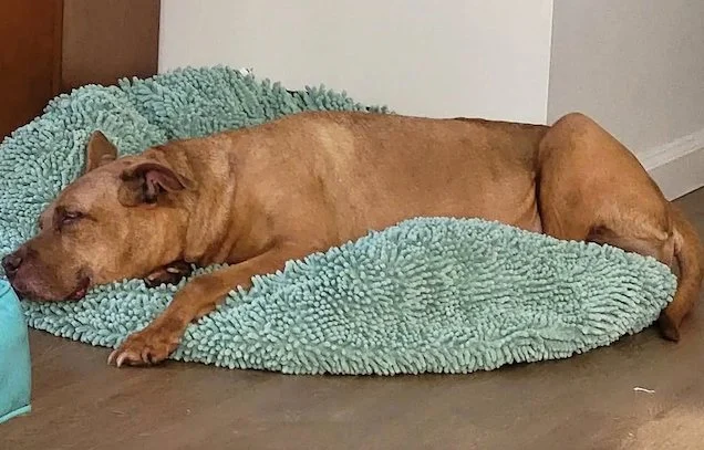 Il cane Nyla