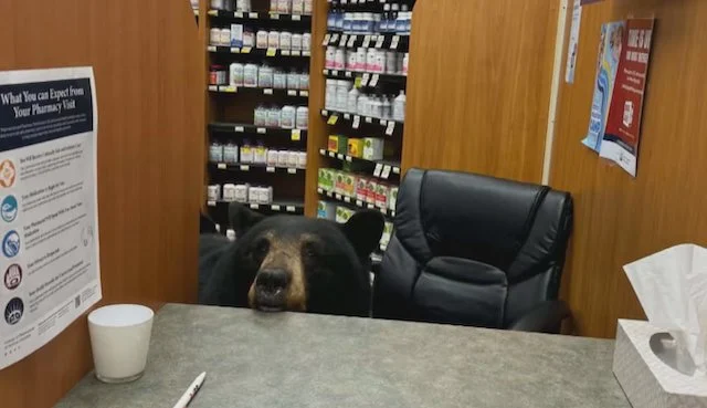 L'orso nero in farmacia