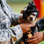 Ecco “Comando”, un chihuahua di 13 mesi e 20 centimetri appena entrato nella Guardia Nazionale Messicana 


