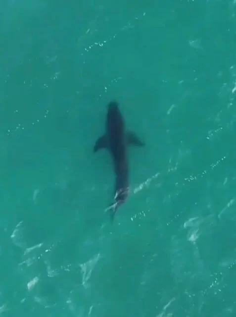 Un grande squalo bianco che nuota vicino alla riva della City Beach a Perth