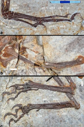 Scoperto fossile di dinosauro piumato in Cina