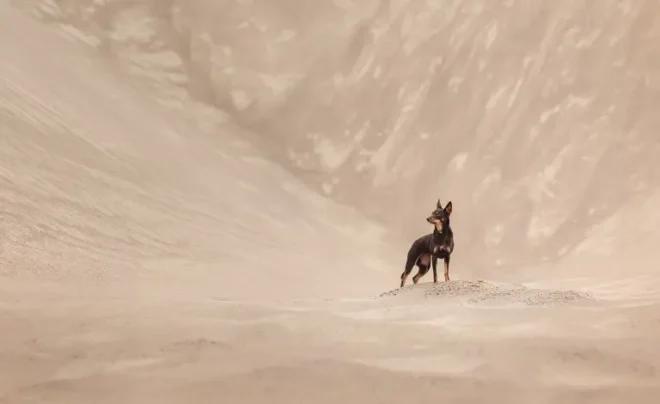 Un cane nel deserto