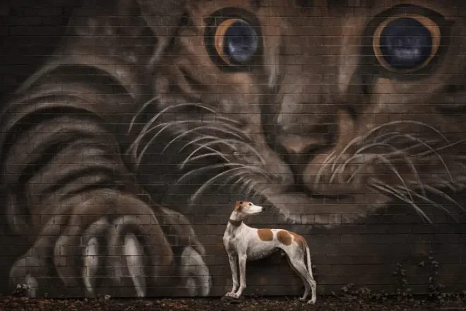 Un cane davanti ad un affresco raffigurante un gatto