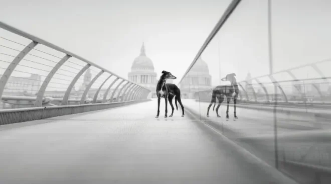 Un cane su un ponte
