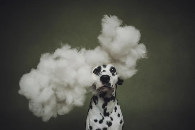 Un dalmata in fumo