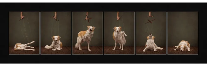 Un cane che gioca