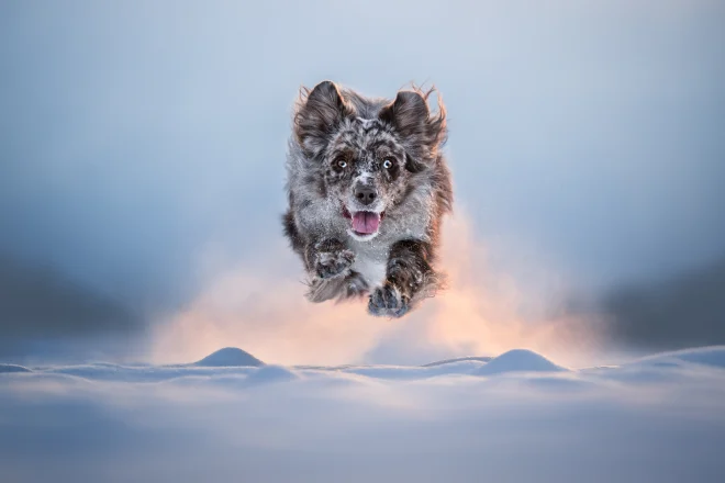 Un cane corre nella neve