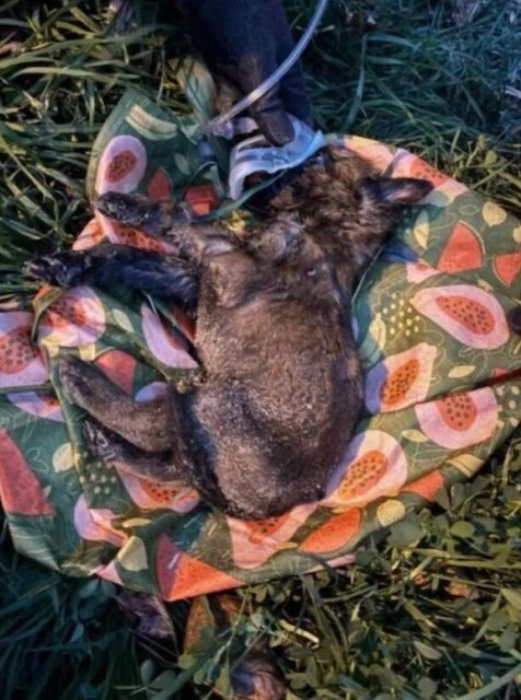 Il cucciolo sotto ossigeno