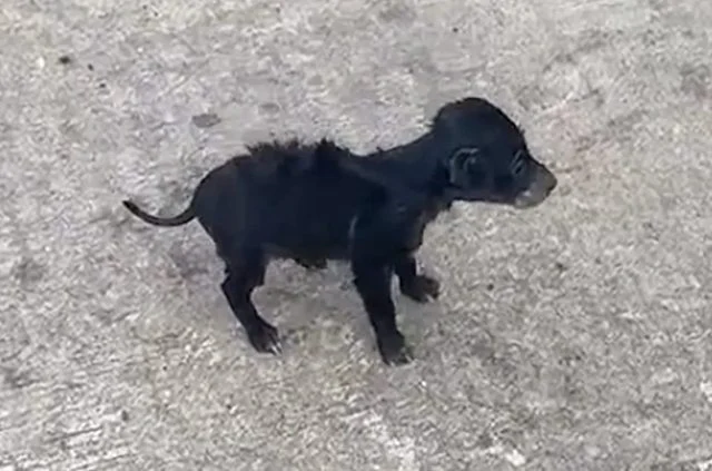 Il cucciolo dopo il suo salvataggio