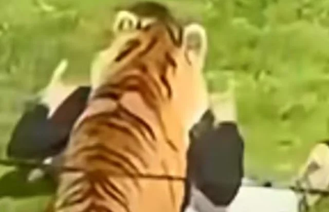Screenshot che mostra un uomo attaccato da una tigre