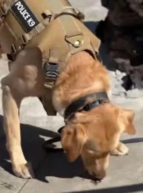 Il cane che perquisisce il parco