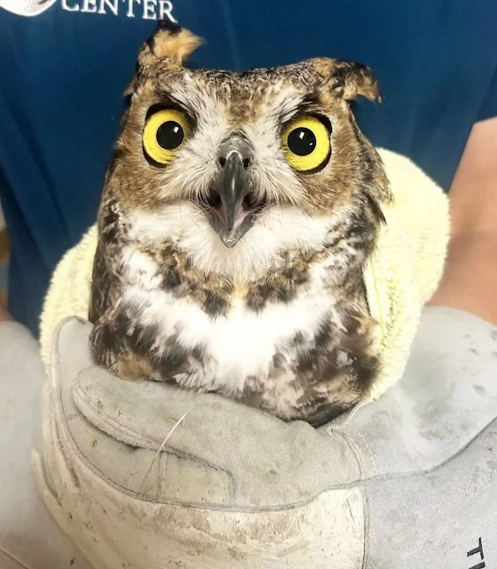 Gufo salvato dall'Ojai Raptor Center