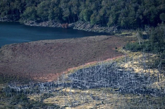 Alberi forestali devastati dai castori nella Terra del Fuoco, nel sud del Cile