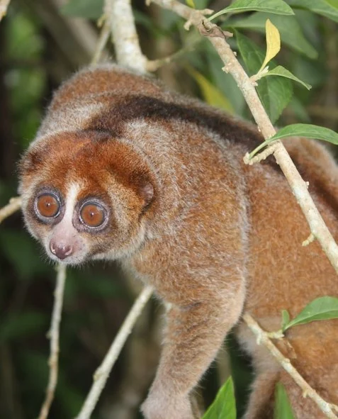 Il loris lento Bangka