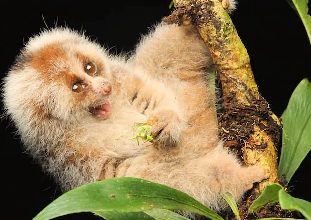 Il loris lento Bangka