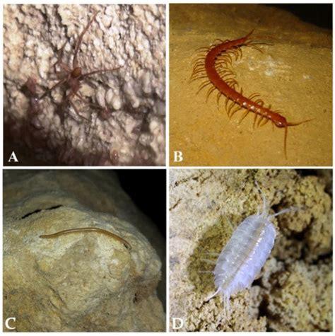 Specie che vivono nella grotta