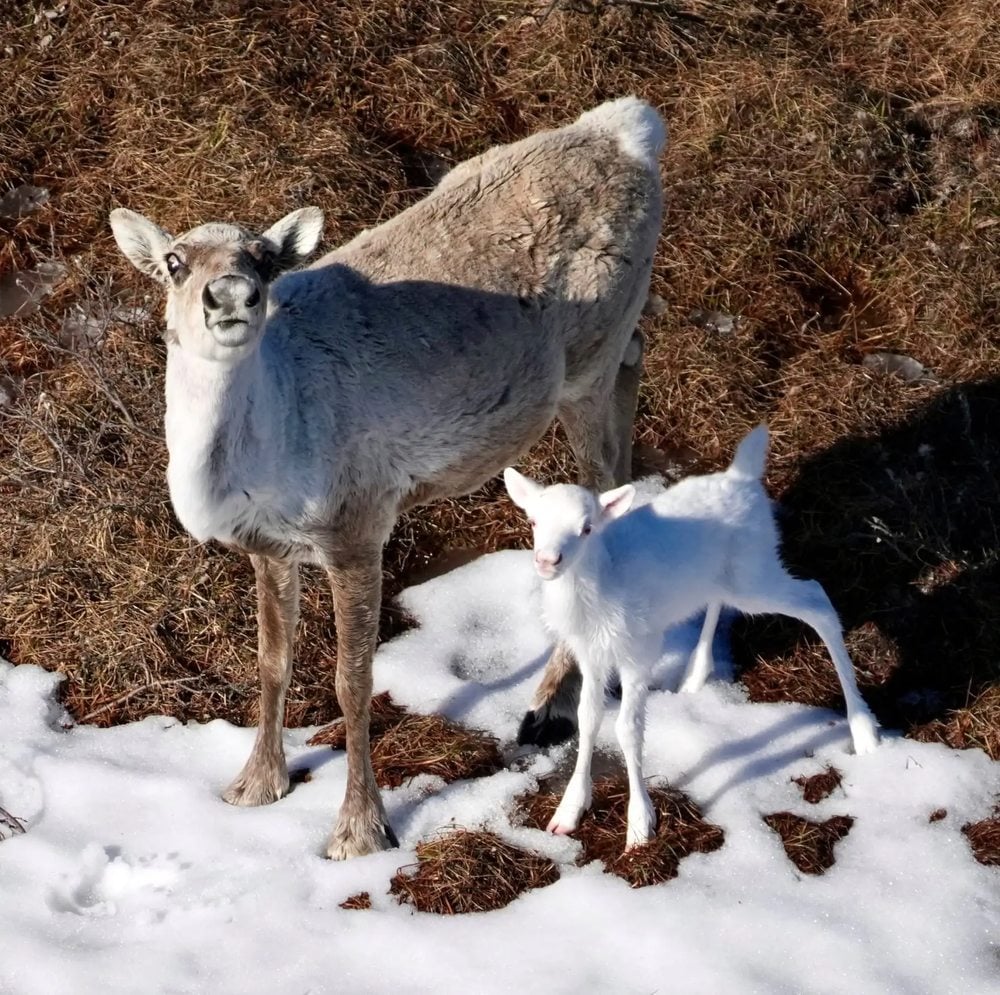 piccolo caribù tutto bianco con gli occhi rossi e sua madre