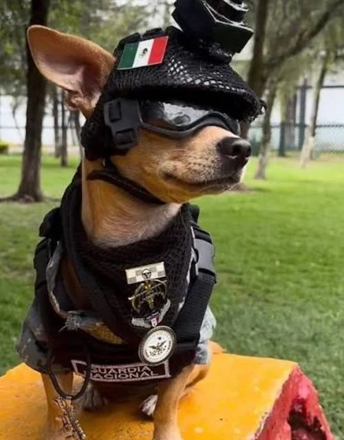 Comando, il chihuahua di 13 mesi che si è appena arruolato nella Guardia Nazionale messicana