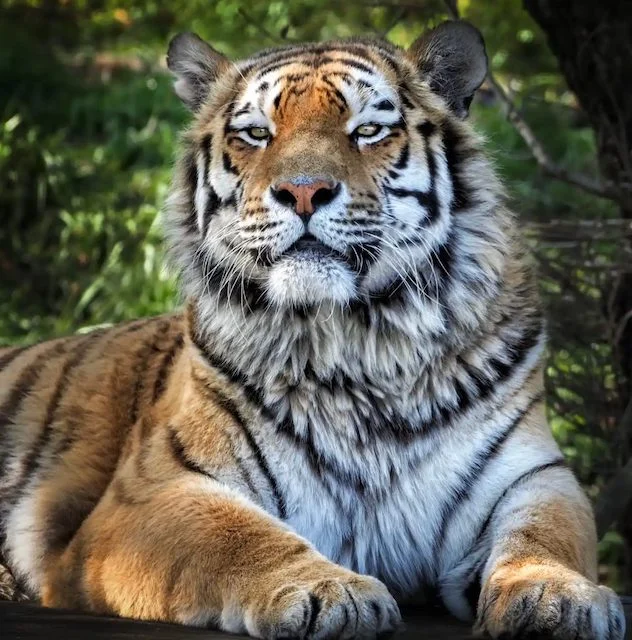 Una delle tigri dello zoo nel 2021