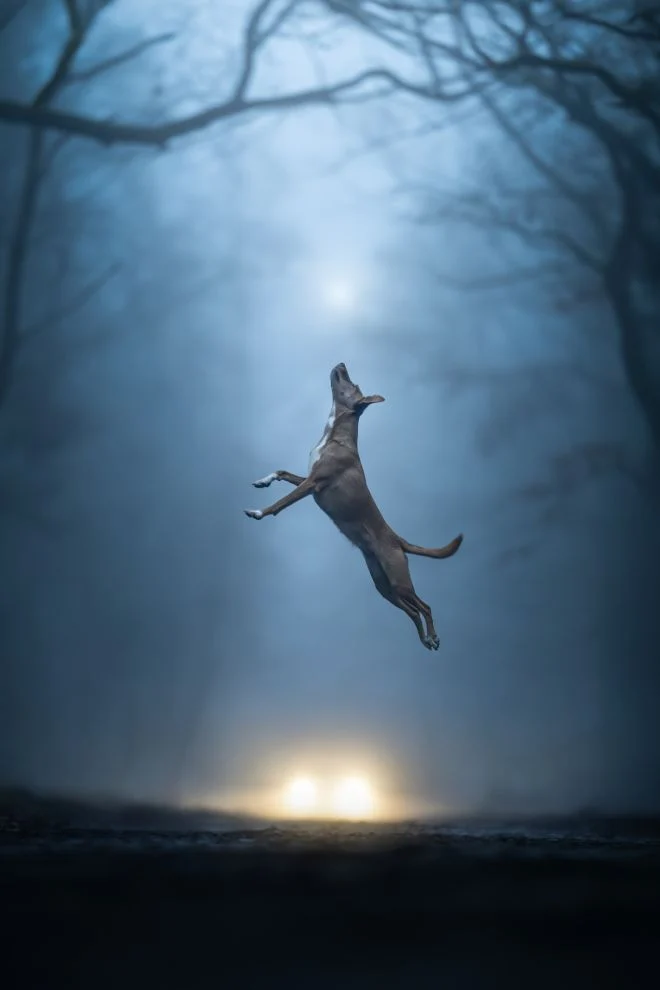Un cane che salta nella foresta