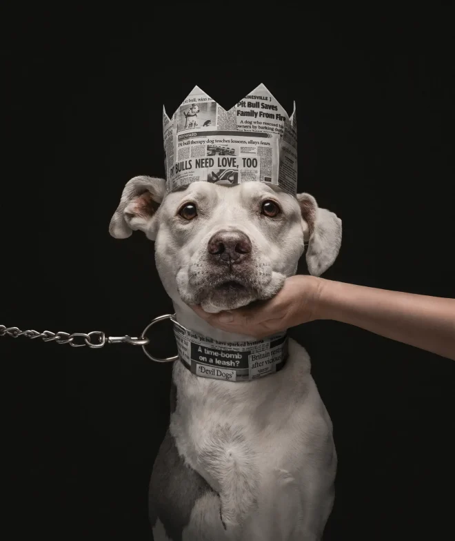 Un cane con una corona e un collare di giornale