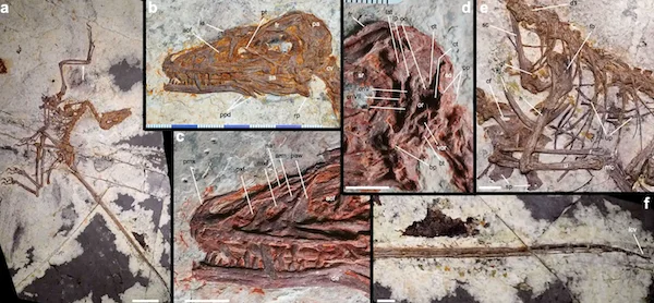 Scoperto fossile di dinosauro piumato in Cina