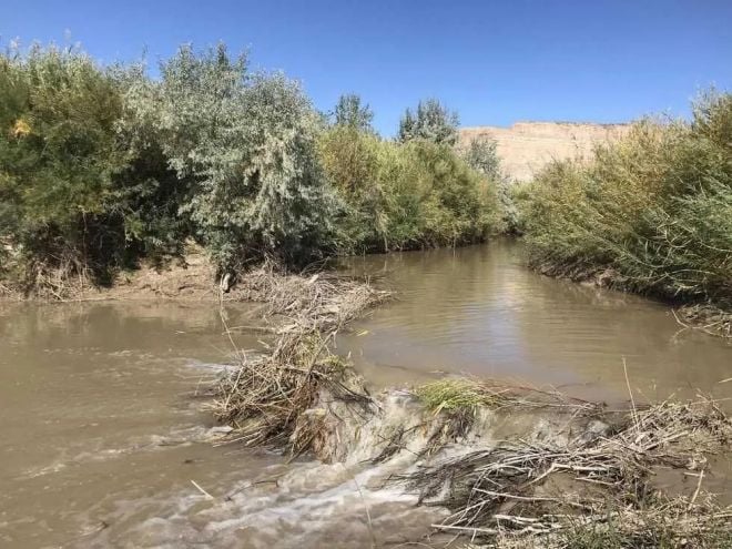 Una diga di castori in un fiume dello Utah
