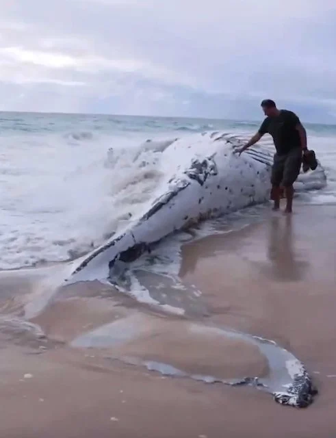 La carcassa della balena è stata portata sulla spiaggia