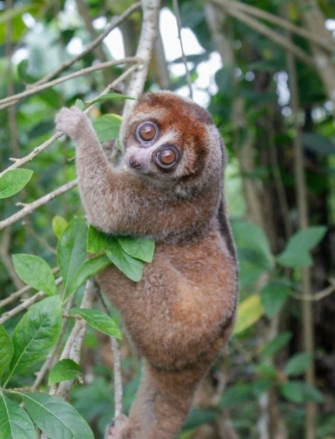 Il loris lento Bangka