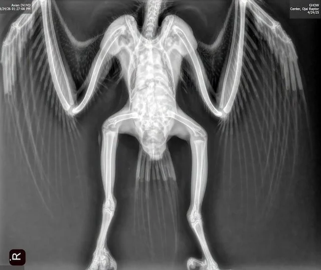 Radiografia che mostra le ferite del giovane gufo